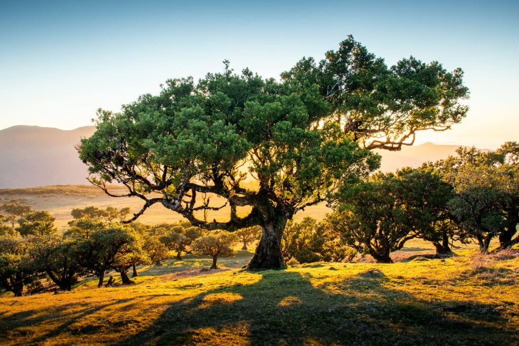 Urwüchsiger Baum im Sonnenuntergang im Laurisilva: Madeiras geheimnisvoller Lorbeerwald, dem Lorbeerwald von Madeira