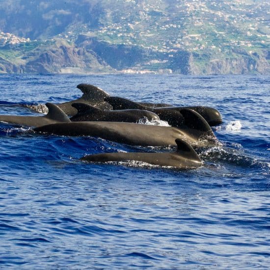Pilotwale vor Madeira